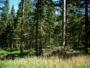 Parc Naturel Régional du Haut-Languedoc - Végétation et arbres d'une forêt