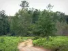 Parc Naturel Régional des Landes de Gascogne - Chemin bordé de végétation et arbres de la forêt