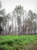 Parc Naturel Régional des Landes de Gascogne - Pins et fougères