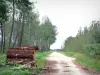 Parc Naturel Régional des Landes de Gascogne - Tas de bois en bordure d'un chemin bordé de pins