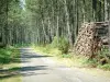 Parc Naturel Régional des Landes de Gascogne - Petite route traversant une forêt de pins