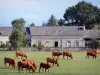 Parc Naturel Régional Loire-Anjou-Touraine - Vaches dans une prairie, maison et arbres