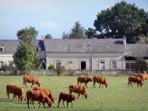 Parc Naturel Régional Loire-Anjou-Touraine - Vaches dans une prairie, maison et arbres