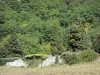 Parc Naturel Régional Loire-Anjou-Touraine - Mur en pierre recouvert de végétation, arbres