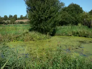 Parc Naturel Régional des Marais du Cotentin et du Bessin - Marais, roseaux, végétation et arbres