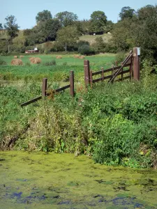 Parc Naturel Régional des Marais du Cotentin et du Bessin - Marais, végétation, pâturages et arbres