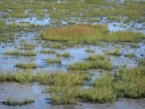 Parc Naturel Régional des Marais du Cotentin et du Bessin - Flore de la baie des Veys