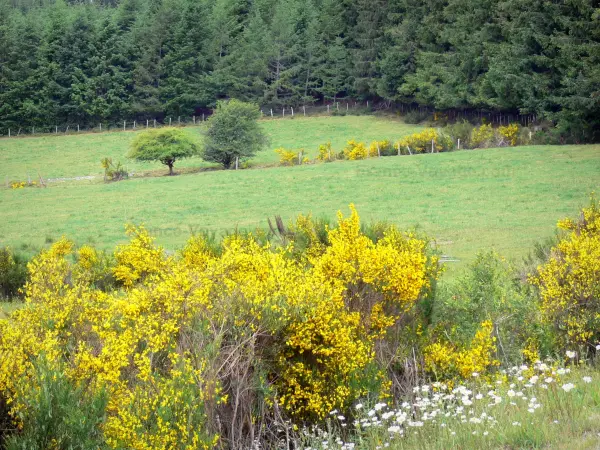 Parc Naturel Régional de Millevaches en Limousin - Genêts en fleurs, pâturages et forêt du plateau de Millevaches