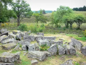 Parc Naturel Régional de Millevaches en Limousin - Plateau de Millevaches : vestiges gallo-romains des Cars (ensemble funéraire) dans un cadre arboré