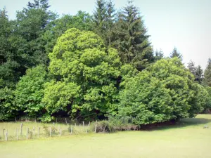 Parc Naturel Régional de Millevaches en Limousin - Massif des Monédières : pâturage bordé d'arbres
