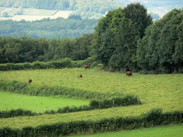 Parc Naturel Régional du Morvan - Vaches dans un pré, arbres et forêt