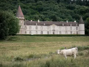 Parc Naturel Régional du Morvan - Château de Bazoches (ancienne demeure du Maréchal de Vauban), verdure, et vache Charolaise dans un pré