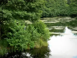 Parc Naturel Régional du Morvan - Étang entouré d'arbres