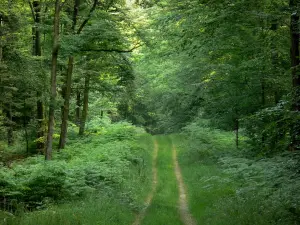 Parc Naturel Régional Normandie-Maine - Forêt de Perseigne : chemin bordé d'arbres et de végétation