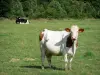 Parc Naturel Régional Normandie-Maine - Alpes Mancelles : vaches dans un pré