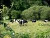 Parc Naturel Régional Normandie-Maine - Alpes Mancelles : troupeau de vaches dans un pré entouré d'arbres