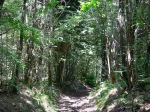 Parc Naturel Régional du Perche - Sentier bordé d'arbres