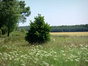 Parc Naturel Régional du Perche - Prairie en fleurs, arbres, champ et forêt