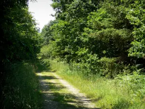 Parc Naturel Régional du Perche - Chemin bordé d'arbres