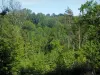 Parc Naturel Régional Périgord-Limousin - Arbres d'une forêt