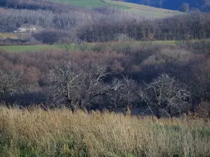 Parc Naturel Régional du Pilat - Herbes hautes en premier plan, arbres et pâturages