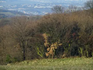 Parc Naturel Régional du Pilat - Arbres et herbage