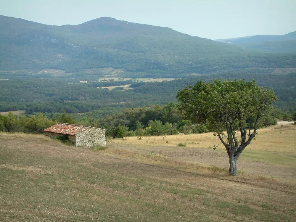 Le Parc Naturel Régional du Verdon - Parc Naturel Régional du Verdon: Champ avec un arbre et une bergerie (maisonnette) en pierre, et collines couvertes de forêts