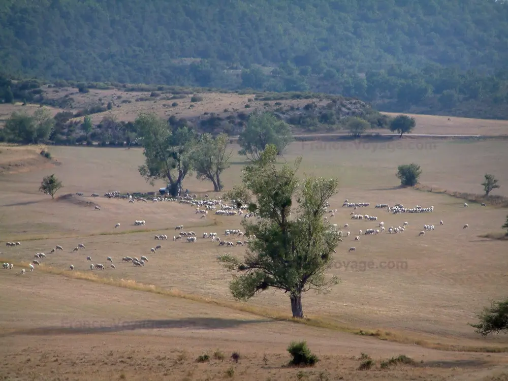 Le Parc Naturel Régional du Verdon - Parc Naturel Régional du Verdon: Champ avec un troupeau de moutons et des arbres, garrigue et forêt