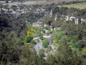 Parco Naturale Regionale dell'Alta Linguadoca - Fiume fiancheggiato da alberi, ginestre fiorite, le pareti rocciose e vigneti