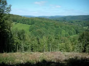 Parco Naturale Regionale dell'Alta Linguadoca - Vegetazione, alberi e foreste
