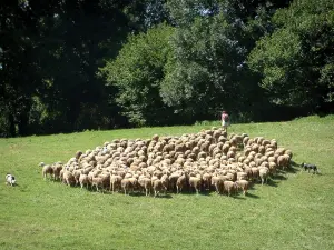 Parco Naturale Regionale dell'Alta Linguadoca - Pastore e il suo gregge di pecore in un prato