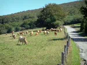 Parco Naturale Regionale dell'Alta Linguadoca - Strada stretta, recinzione, mucche in un pascolo, bosco e gli alberi