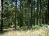 Parco Naturale Regionale dell'Alta Linguadoca - La vegetazione e gli alberi in una foresta