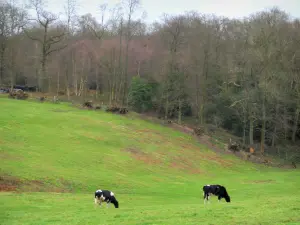 Parco Naturale Regionale delle anse della Senna Normanna  - Normandia mucche in un prato e un bosco