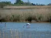 Parco Naturale Regionale della Camargue - Canna palustre (canne) con un fenicottero