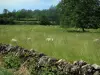 Parco Naturale Regionale dei Causses del Quercy - Muro di pietra a secco, pecore in un pascolo (prato) e gli alberi