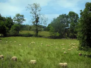 Parco Naturale Regionale dei Causses del Quercy - Pecore in un pascolo (prato) e gli alberi