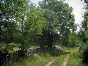 Parco Naturale Regionale dei Causses del Quercy - Grassy, ​​muretto a secco e alberi