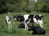 Parco Naturale Regionale degli Acquitrini del Cotentin e del Bessin - Normandia mucche in un prato, alberi sullo sfondo