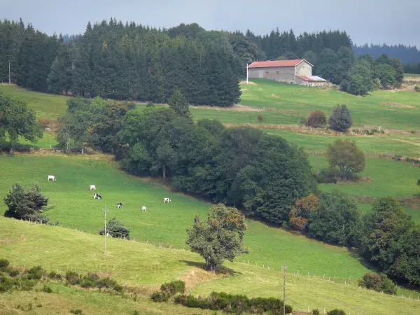 Parco Naturale Regionale Livradois-Forez - Forez montagne, praterie punteggiate da alberi, allevamento bestiame, casale in pietra e la foresta che domina l'intero