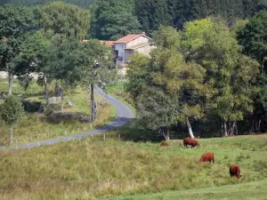 Parco Naturale Regionale Livradois-Forez - Mucche in uno, pascolo viale alberato e case