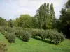 Parco Naturale Regionale Loira-Angiò-Touraine - Prato piantumato con alberi da frutto (frutteto)