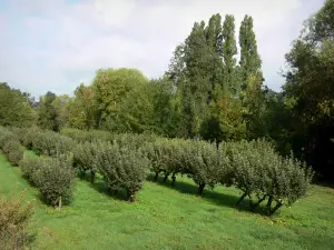 Parco Naturale Regionale Loira-Angiò-Touraine - Prato piantumato con alberi da frutto (frutteto)