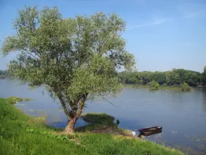 Parco Naturale Regionale Loira-Angiò-Touraine - Albero a bordo dell'acqua, barca, fiume (Loira) e gli alberi sulla riva opposta (Valle della Loira)