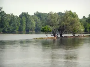 Parco Naturale Regionale Loira-Angiò-Touraine - River (Loire) e gli alberi in riva al mare (Valle della Loira)