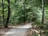 Parco Naturale Regionale della Montagna di Reims - Verzy foresta (foresta della Montagne de Reims): Pathway costeggiato da alberi