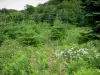 Parco Naturale Regionale  del Morvan - Wildflower piantare alberi giovani, e gli alberi della foresta