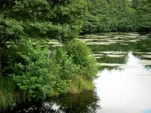 Parco Naturale Regionale  del Morvan - Pond circondata da alberi