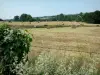 Parco Naturale Regionale Normandie-Maine - Campo con balle di fieno e fiori di campo in primo piano