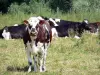 Parco Naturale Regionale del Perche - Le mucche in un prato